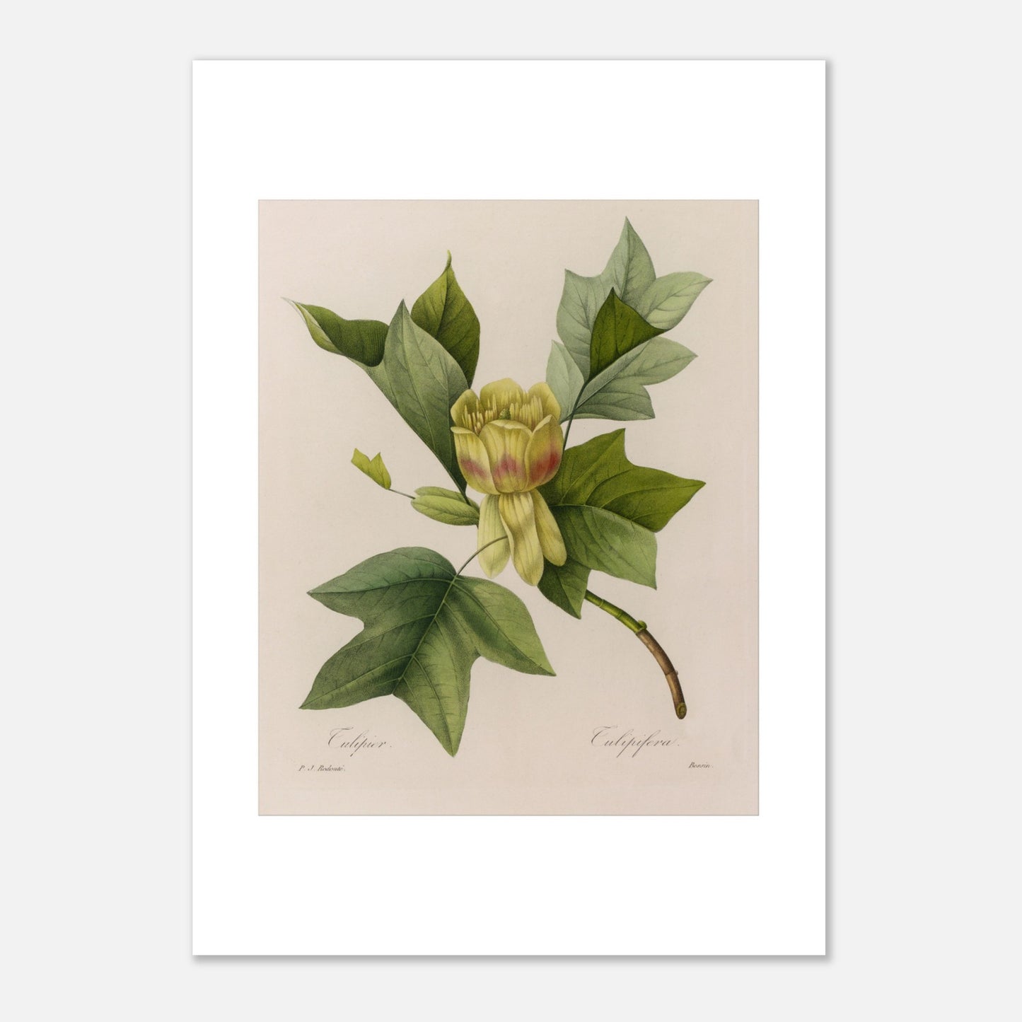 Planche botanique Tulipier par Pierre-Joseph Redouté (21x29,7 cm (A4)). Planche botanique ancienne par Pierre-Joseph Redouté, représentant un tulipier avec une fleur jaune-verdâtre, des feuilles caractéristiques et des bourgeons.