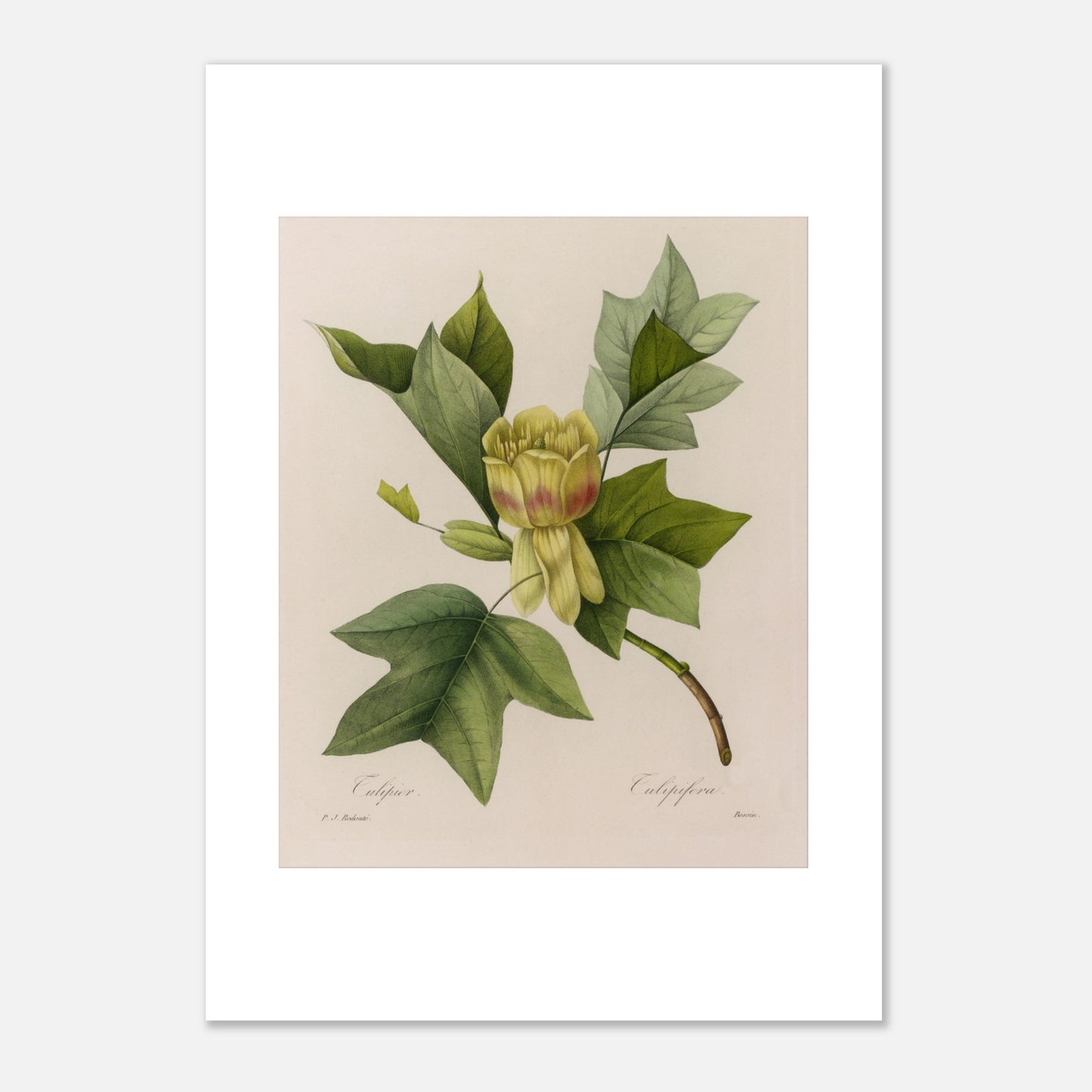 Planche botanique Tulipier par Pierre-Joseph Redouté (29,7x42 cm (A3)). Planche botanique ancienne par Pierre-Joseph Redouté, représentant un tulipier avec une fleur jaune-verdâtre, des feuilles caractéristiques et des bourgeons.
