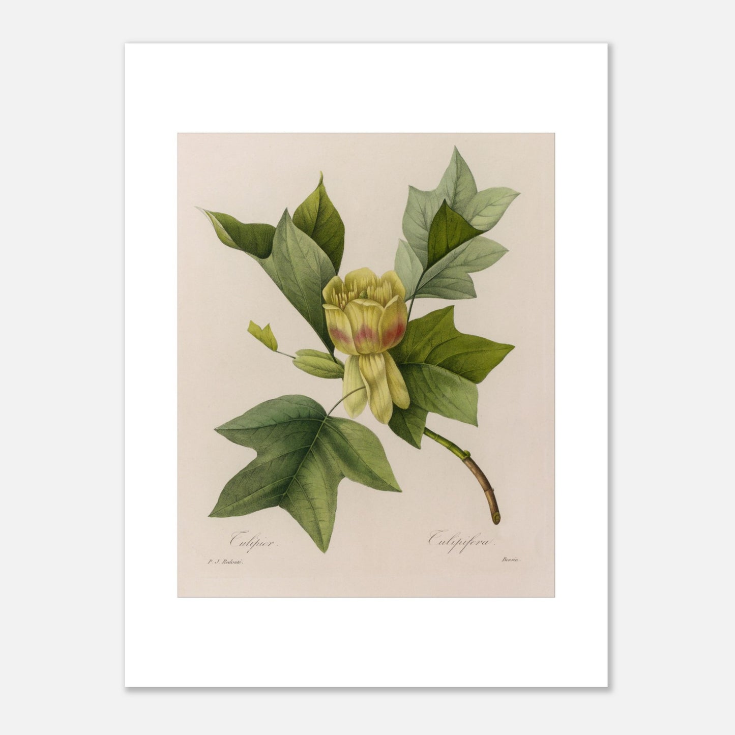 Planche botanique Tulipier par Pierre-Joseph Redouté (30x40 cm). Planche botanique ancienne par Pierre-Joseph Redouté, représentant un tulipier avec une fleur jaune-verdâtre, des feuilles caractéristiques et des bourgeons.
