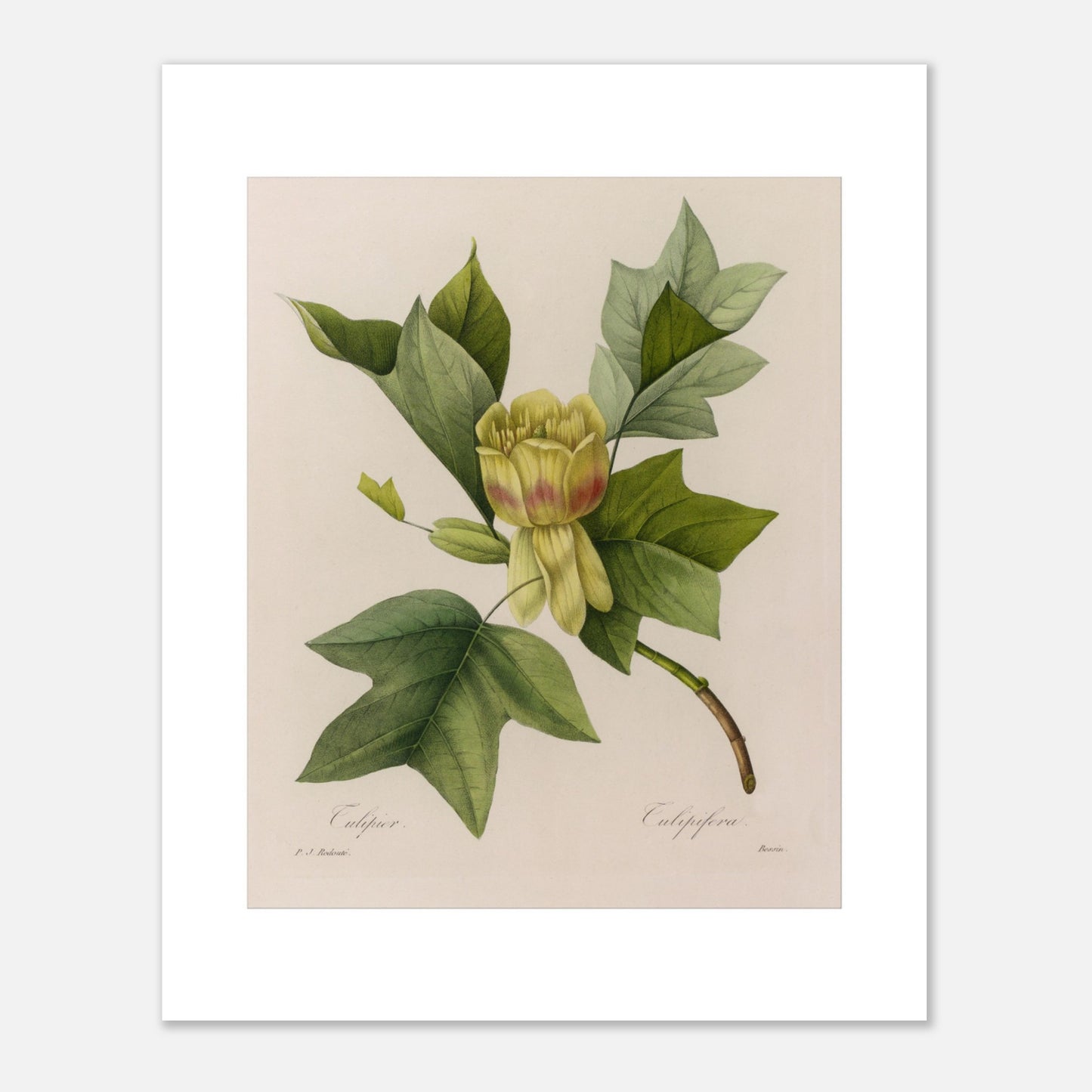 Planche botanique Tulipier par Pierre-Joseph Redouté (40x50 cm). Planche botanique ancienne par Pierre-Joseph Redouté, représentant un tulipier avec une fleur jaune-verdâtre, des feuilles caractéristiques et des bourgeons.
