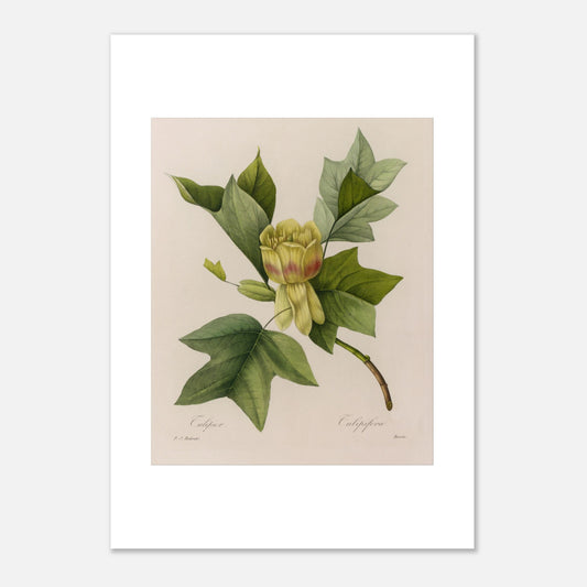Planche botanique Tulipier par Pierre-Joseph Redouté (42x59,4 cm (A2)). Planche botanique ancienne par Pierre-Joseph Redouté, représentant un tulipier avec une fleur jaune-verdâtre, des feuilles caractéristiques et des bourgeons.