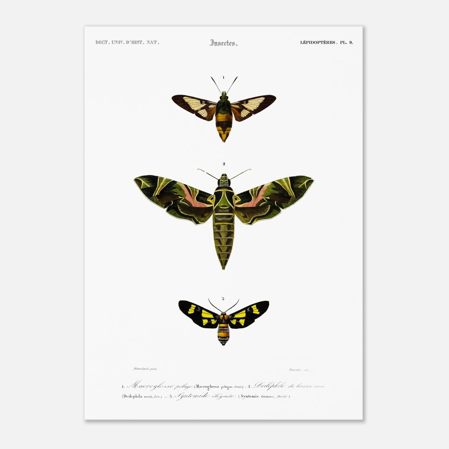 Illustration entomologique : Deiléphile du laurier-rose et papillons (29,7x42 cm (A3)). Illustration scientifique de trois papillons de nuit, dont un grand avec des ailes vertes et roses, et deux plus petits, l'un brun et jaune, l'autre noir et jaune, avec des numéros les identifiant.