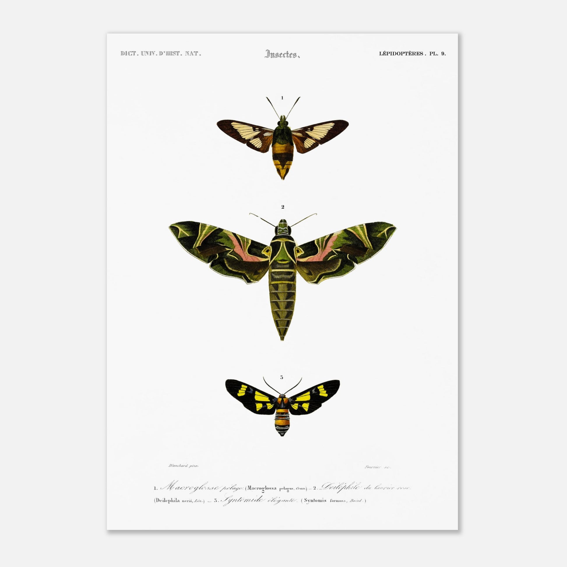 Illustration entomologique : Deiléphile du laurier-rose et papillons (29,7x42 cm (A3)). Illustration scientifique de trois papillons de nuit, dont un grand avec des ailes vertes et roses, et deux plus petits, l'un brun et jaune, l'autre noir et jaune, avec des numéros les identifiant.