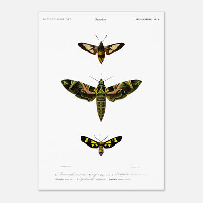 Illustration entomologique : Deiléphile du laurier-rose et papillons (29,7x42 cm (A3)). Illustration scientifique de trois papillons de nuit, dont un grand avec des ailes vertes et roses, et deux plus petits, l'un brun et jaune, l'autre noir et jaune, avec des numéros les identifiant.