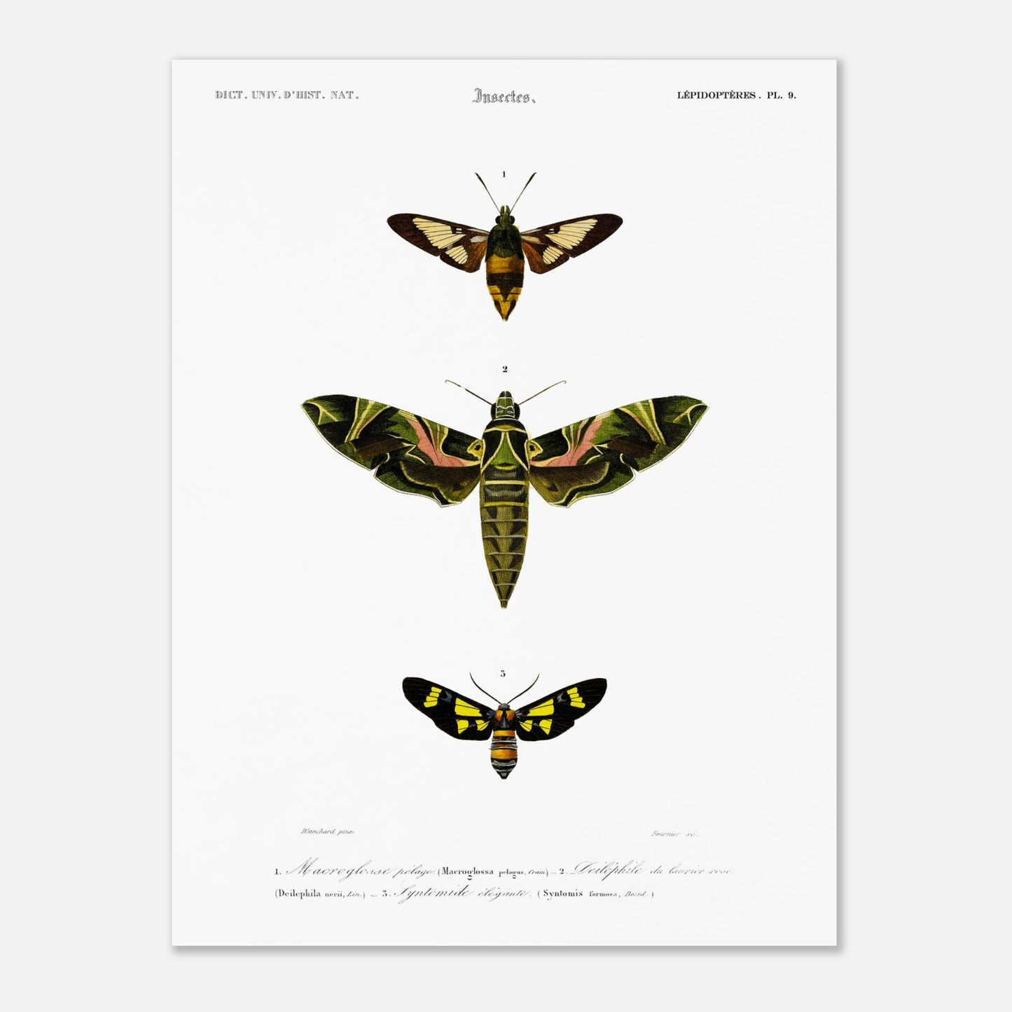 Illustration entomologique : Deiléphile du laurier-rose et papillons (30x40 cm). Illustration scientifique de trois papillons de nuit, dont un grand avec des ailes vertes et roses, et deux plus petits, l'un brun et jaune, l'autre noir et jaune, avec des numéros les identifiant.