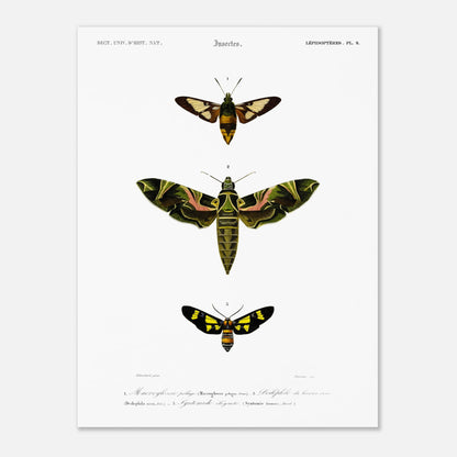 Illustration entomologique : Deiléphile du laurier-rose et papillons (30x40 cm). Illustration scientifique de trois papillons de nuit, dont un grand avec des ailes vertes et roses, et deux plus petits, l'un brun et jaune, l'autre noir et jaune, avec des numéros les identifiant.