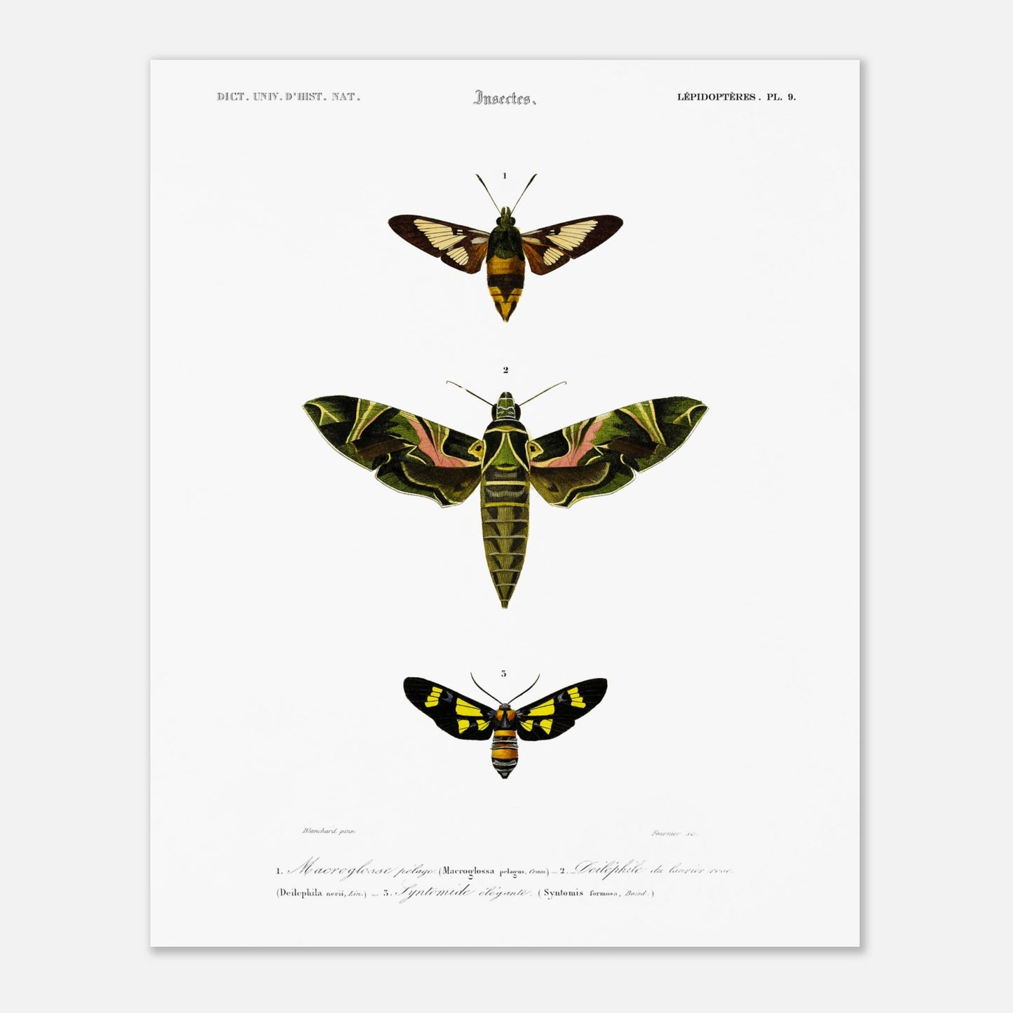 Illustration entomologique : Deiléphile du laurier-rose et papillons (40x50 cm). Illustration scientifique de trois papillons de nuit, dont un grand avec des ailes vertes et roses, et deux plus petits, l'un brun et jaune, l'autre noir et jaune, avec des numéros les identifiant.
