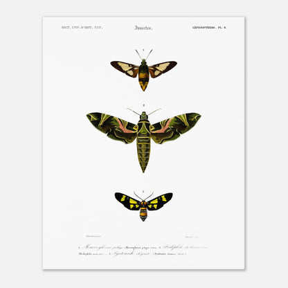 Illustration entomologique : Deiléphile du laurier-rose et papillons (40x50 cm). Illustration scientifique de trois papillons de nuit, dont un grand avec des ailes vertes et roses, et deux plus petits, l'un brun et jaune, l'autre noir et jaune, avec des numéros les identifiant.