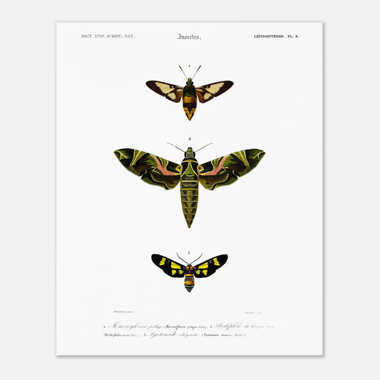 Illustration entomologique : Deiléphile du laurier-rose et papillons (40x50 cm). Illustration scientifique de trois papillons de nuit, dont un grand avec des ailes vertes et roses, et deux plus petits, l'un brun et jaune, l'autre noir et jaune, avec des numéros les identifiant.