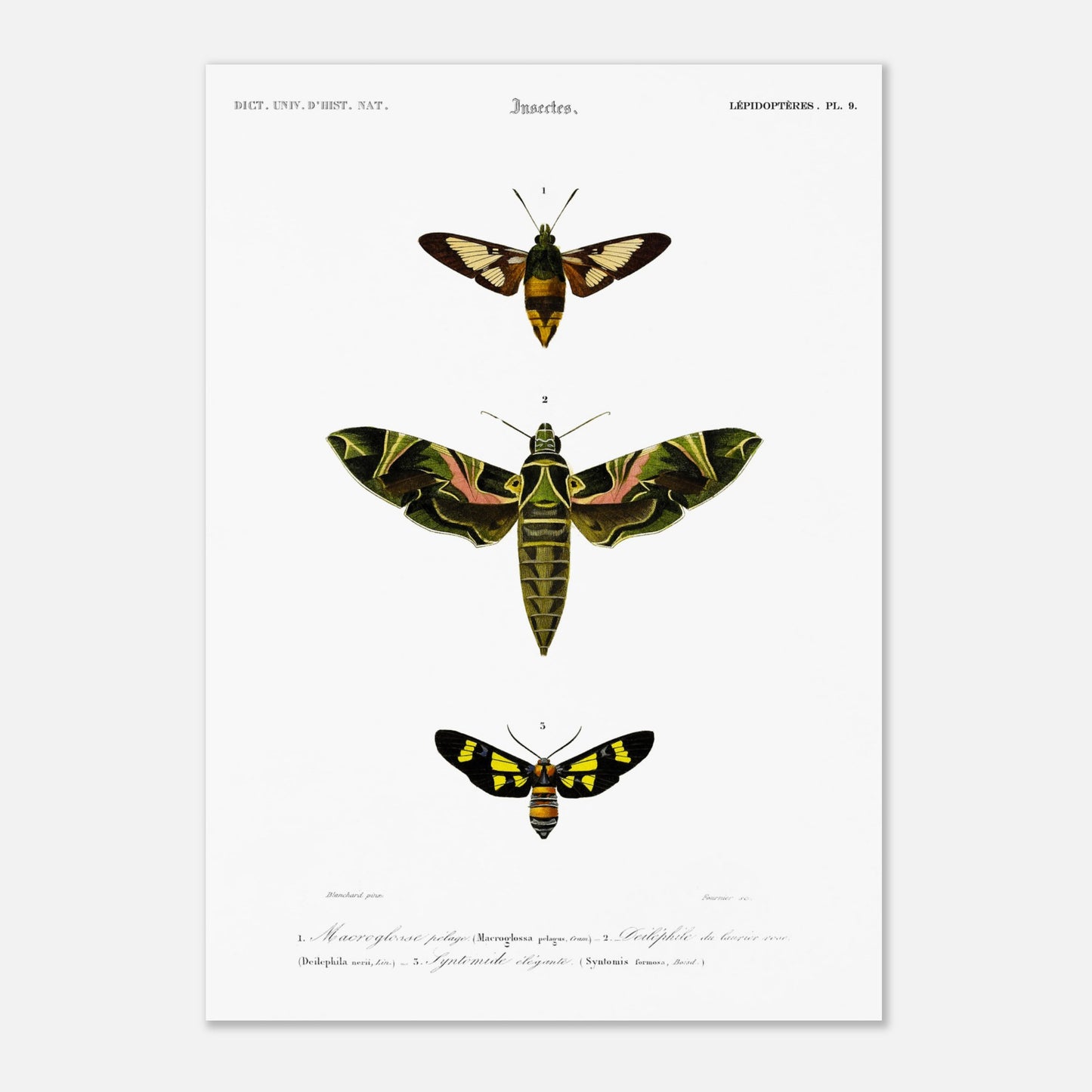 Illustration entomologique : Deiléphile du laurier-rose et papillons (42x59,4 cm (A2)). Illustration scientifique de trois papillons de nuit, dont un grand avec des ailes vertes et roses, et deux plus petits, l'un brun et jaune, l'autre noir et jaune, avec des numéros les identifiant.