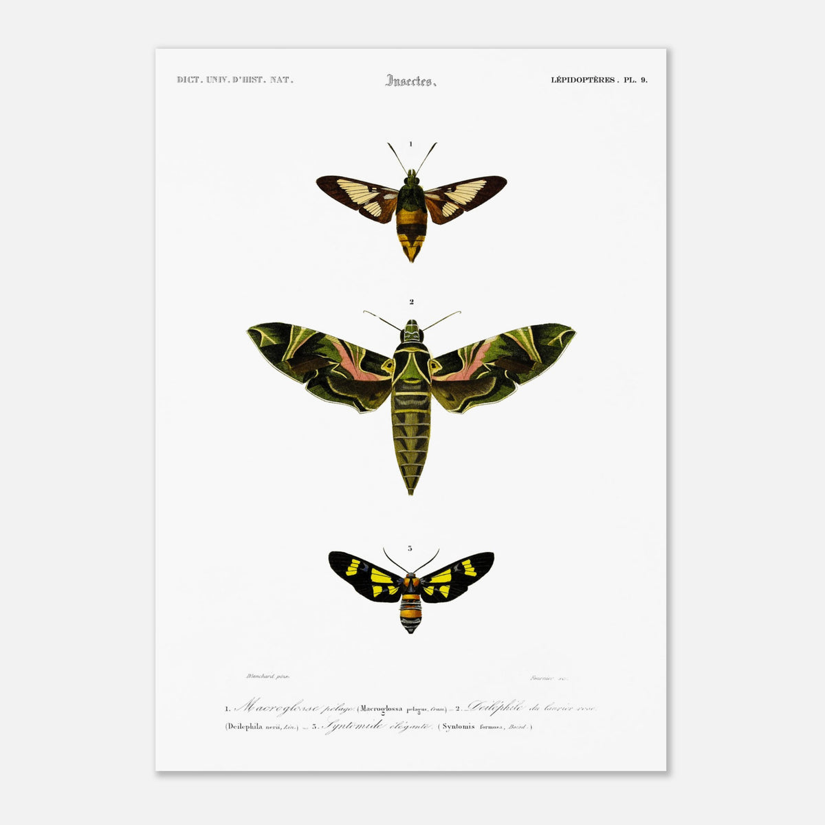 Entomological illustration: Oleander Hawk-Moth and butterflies (42x59,4 cm (A2) / 16.5x23.4″). Scientific illustration of three moths, including a large one with green and pink wings, and two smaller ones, one brown and yellow, the other black and yellow, with identifying numbers.