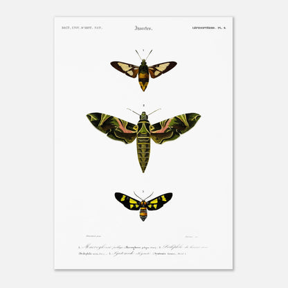 Illustration entomologique : Deiléphile du laurier-rose et papillons (42x59,4 cm (A2)). Illustration scientifique de trois papillons de nuit, dont un grand avec des ailes vertes et roses, et deux plus petits, l'un brun et jaune, l'autre noir et jaune, avec des numéros les identifiant.