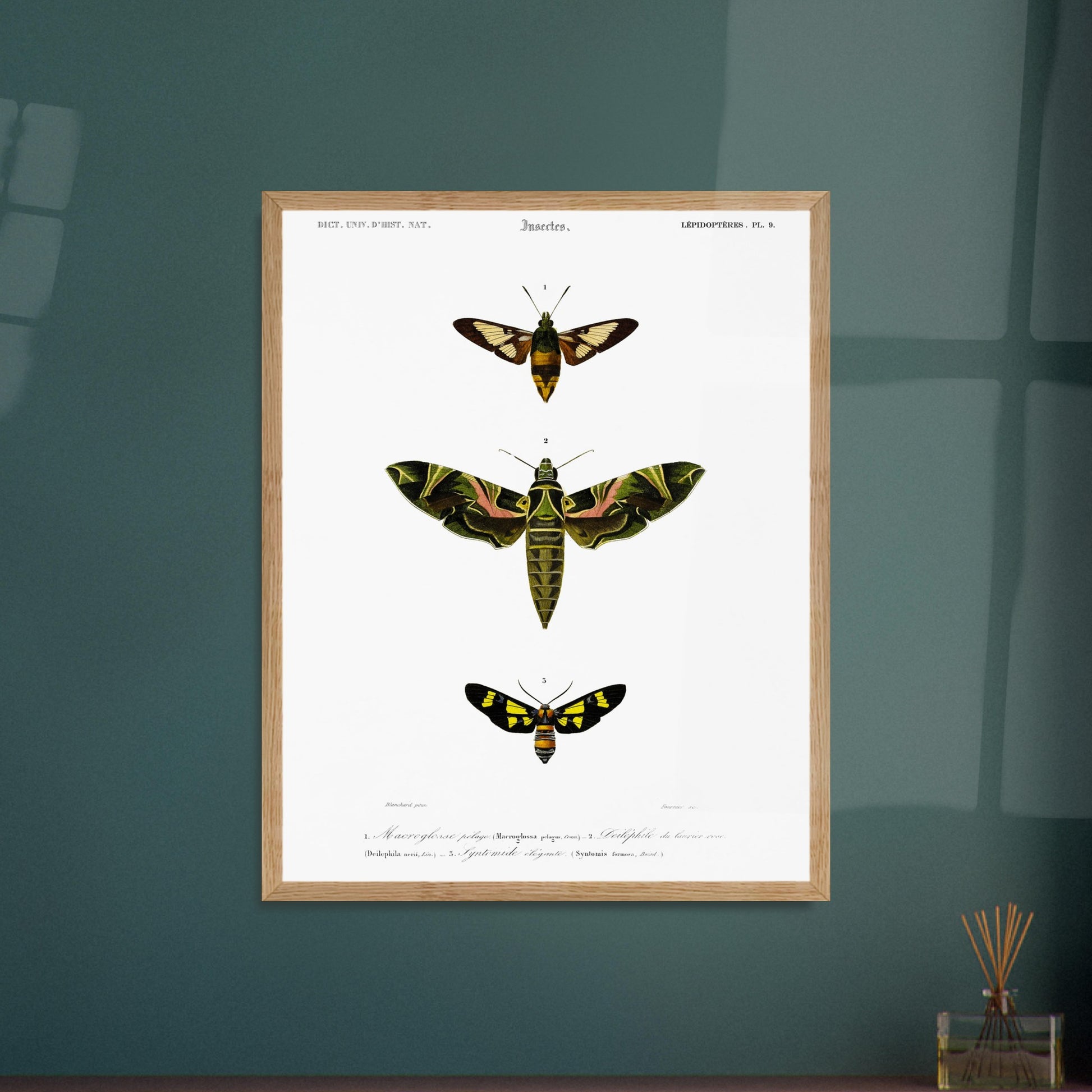 Illustration entomologique : Deiléphile du laurier-rose et papillons. Illustration scientifique de trois papillons de nuit, dont un grand avec des ailes vertes et roses, et deux plus petits, l'un brun et jaune, l'autre noir et jaune, avec des numéros les identifiant. Image d'illustration 5