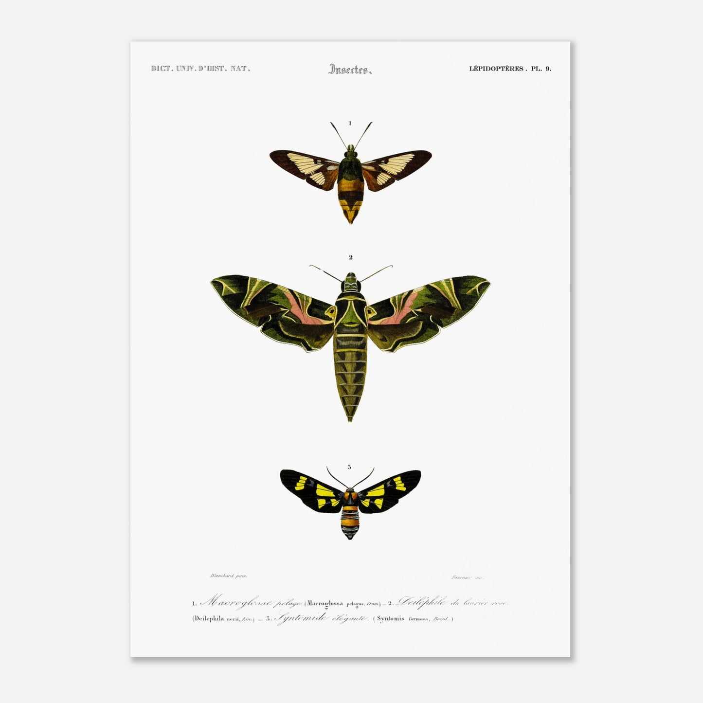 Illustration entomologique : Deiléphile du laurier-rose et papillons (50x70 cm). Illustration scientifique de trois papillons de nuit, dont un grand avec des ailes vertes et roses, et deux plus petits, l'un brun et jaune, l'autre noir et jaune, avec des numéros les identifiant.