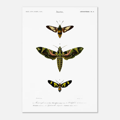 Illustration entomologique : Deiléphile du laurier-rose et papillons (50x70 cm). Illustration scientifique de trois papillons de nuit, dont un grand avec des ailes vertes et roses, et deux plus petits, l'un brun et jaune, l'autre noir et jaune, avec des numéros les identifiant.