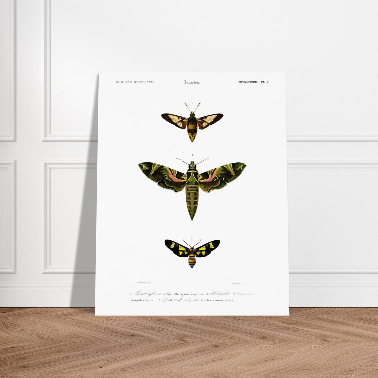 Illustration entomologique : Deiléphile du laurier-rose et papillons. Illustration scientifique de trois papillons de nuit, dont un grand avec des ailes vertes et roses, et deux plus petits, l'un brun et jaune, l'autre noir et jaune, avec des numéros les identifiant. Image d'illustration 6