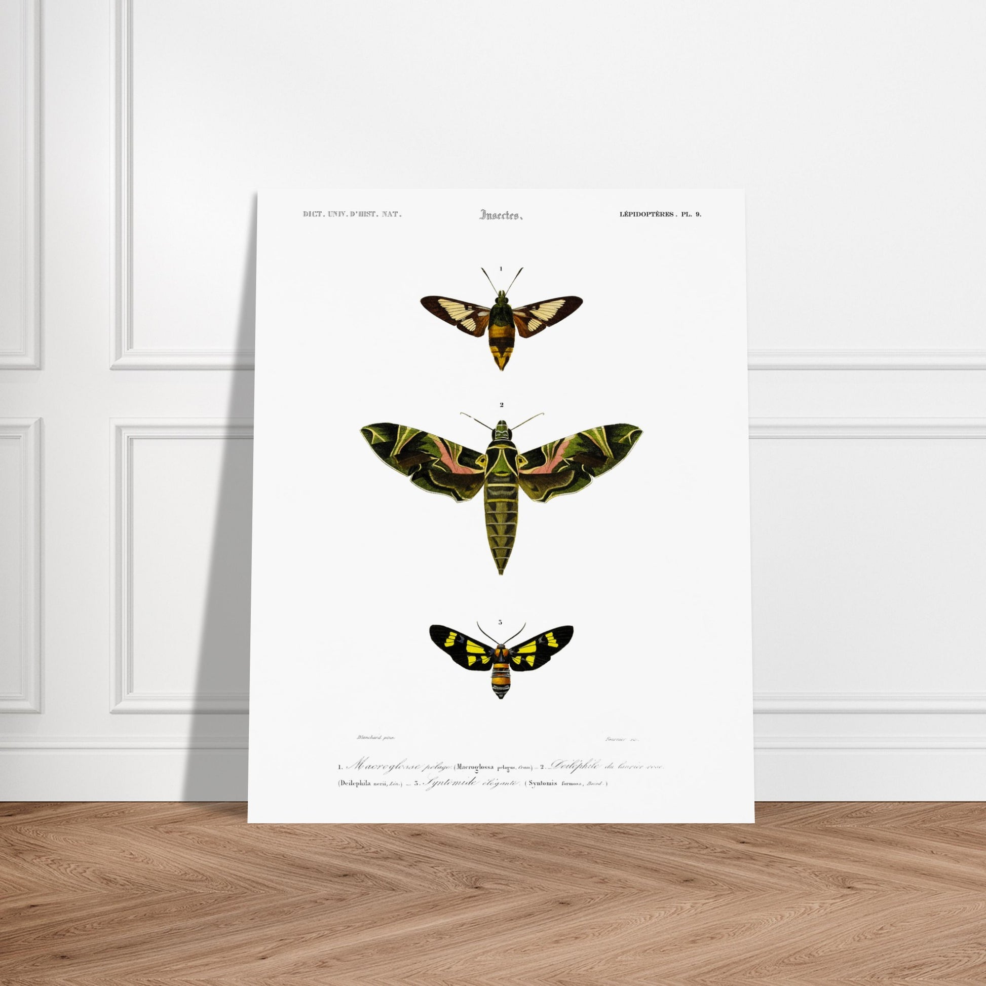 Illustration entomologique : Deiléphile du laurier-rose et papillons. Illustration scientifique de trois papillons de nuit, dont un grand avec des ailes vertes et roses, et deux plus petits, l'un brun et jaune, l'autre noir et jaune, avec des numéros les identifiant. Image d'illustration 6
