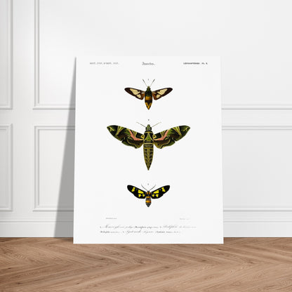 Illustration entomologique : Deiléphile du laurier-rose et papillons. Illustration scientifique de trois papillons de nuit, dont un grand avec des ailes vertes et roses, et deux plus petits, l'un brun et jaune, l'autre noir et jaune, avec des numéros les identifiant. Image d'illustration 6