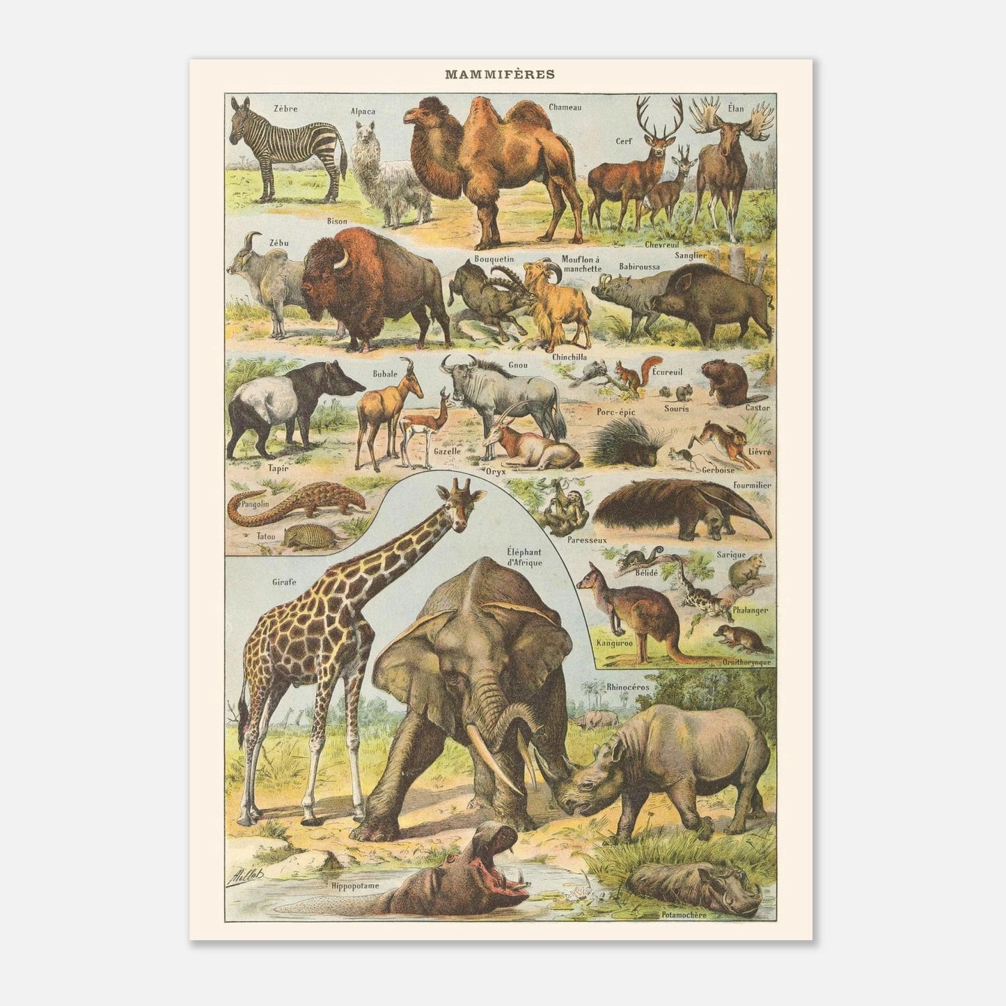 Planche ancienne Mammifres - Illustration Larousse 1910 (21x29,7 cm (A4)). Planche encyclopédique Larousse de 1910 de mammifères, montrant divers animaux tels que des zèbres, chameaux, éléphants, rhinocéros, girafes, avec leurs noms.