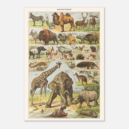 Planche ancienne Mammifres - Illustration Larousse 1910 (21x29,7 cm (A4)). Planche encyclopédique Larousse de 1910 de mammifères, montrant divers animaux tels que des zèbres, chameaux, éléphants, rhinocéros, girafes, avec leurs noms.