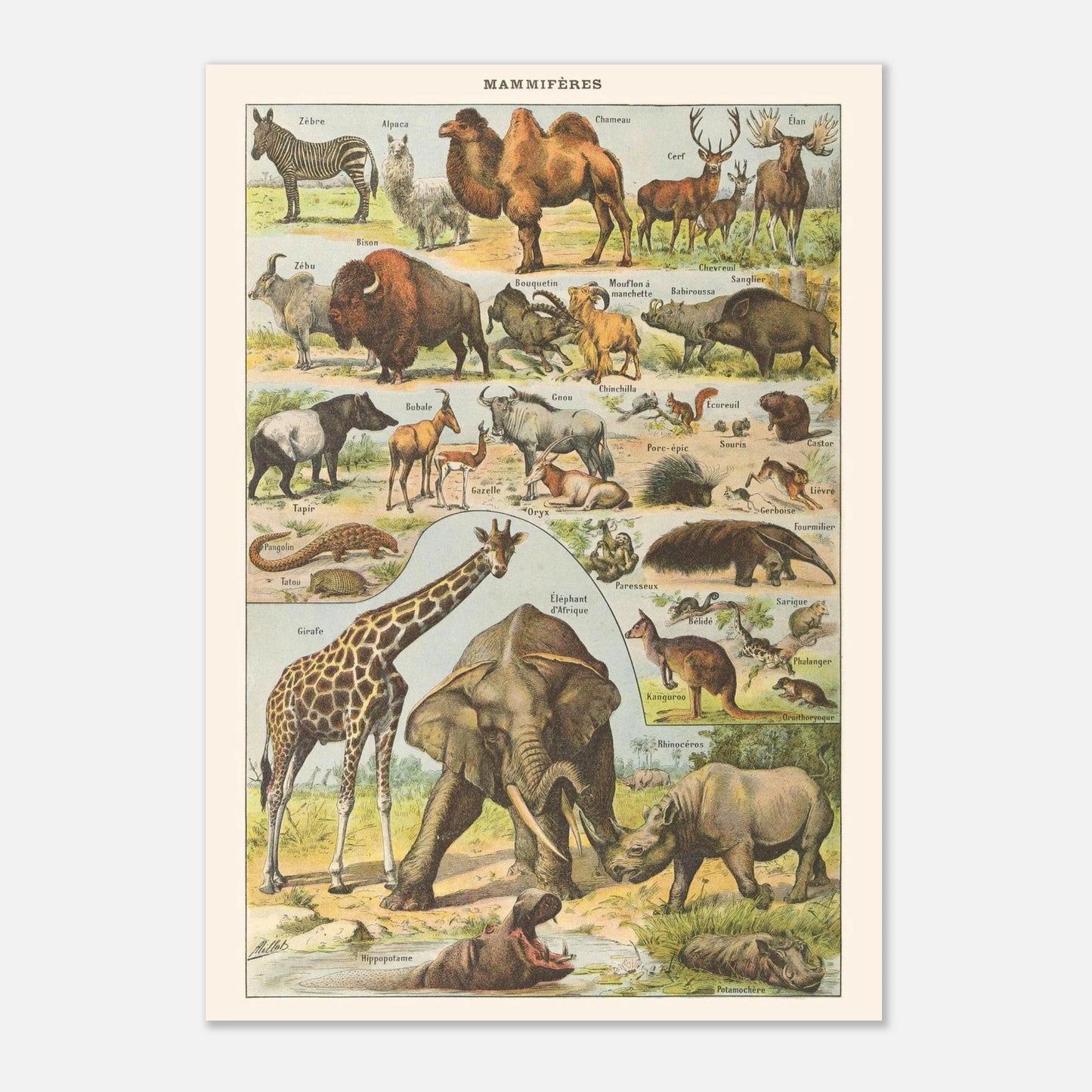 Planche ancienne Mammifres - Illustration Larousse 1910 (29,7x42 cm (A3)). Planche encyclopédique Larousse de 1910 de mammifères, montrant divers animaux tels que des zèbres, chameaux, éléphants, rhinocéros, girafes, avec leurs noms.