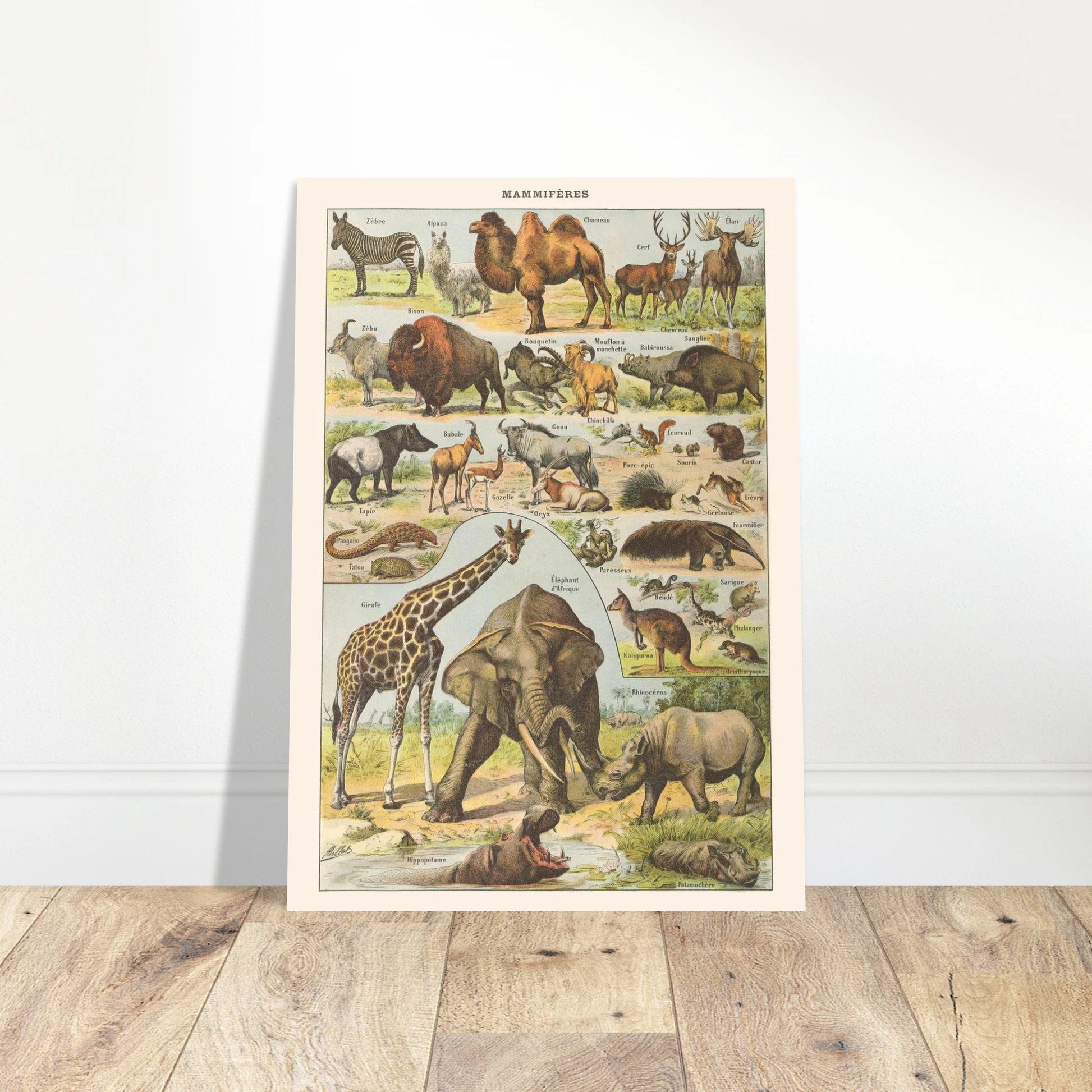 Planche ancienne Mammifres - Illustration Larousse 1910. Planche encyclopédique Larousse de 1910 de mammifères, montrant divers animaux tels que des zèbres, chameaux, éléphants, rhinocéros, girafes, avec leurs noms. Image d'illustration 4