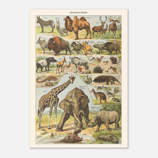 Planche ancienne Mammifres - Illustration Larousse 1910 (42x59,4 cm (A2)). Planche encyclopédique Larousse de 1910 de mammifères, montrant divers animaux tels que des zèbres, chameaux, éléphants, rhinocéros, girafes, avec leurs noms.