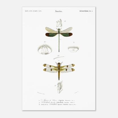Planche d'entomologie ancienne : Agrion de Chine par Charles d'Orbigny (29,7x42 cm (A3)). Planche d'entomologie ancienne du Dictionnaire Universel d'Histoire Naturelle représentant un Agrion de Chine et d'autres libellules avec des détails anatomiques.