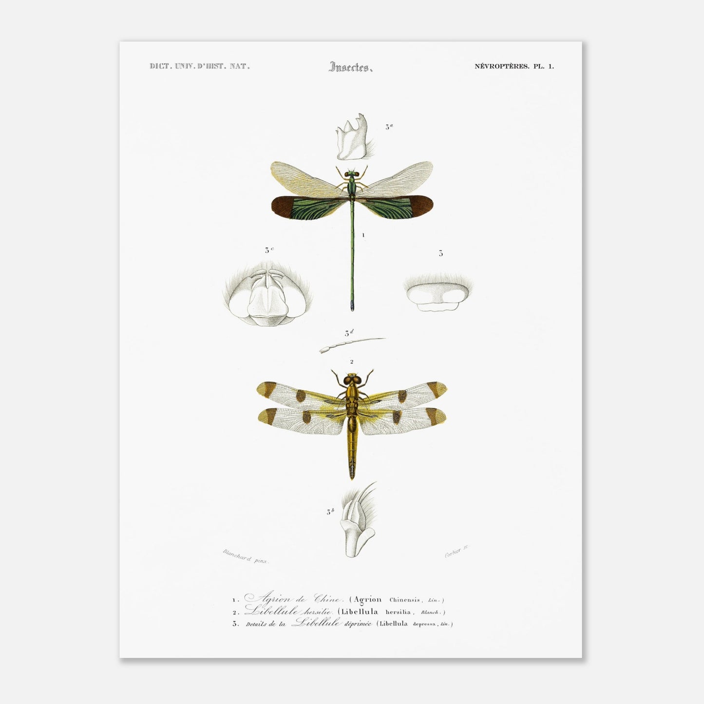 Planche d'entomologie ancienne : Agrion de Chine par Charles d'Orbigny (30x40 cm). Planche d'entomologie ancienne du Dictionnaire Universel d'Histoire Naturelle représentant un Agrion de Chine et d'autres libellules avec des détails anatomiques.