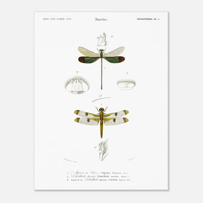 Planche d'entomologie ancienne : Agrion de Chine par Charles d'Orbigny (30x40 cm). Planche d'entomologie ancienne du Dictionnaire Universel d'Histoire Naturelle représentant un Agrion de Chine et d'autres libellules avec des détails anatomiques.