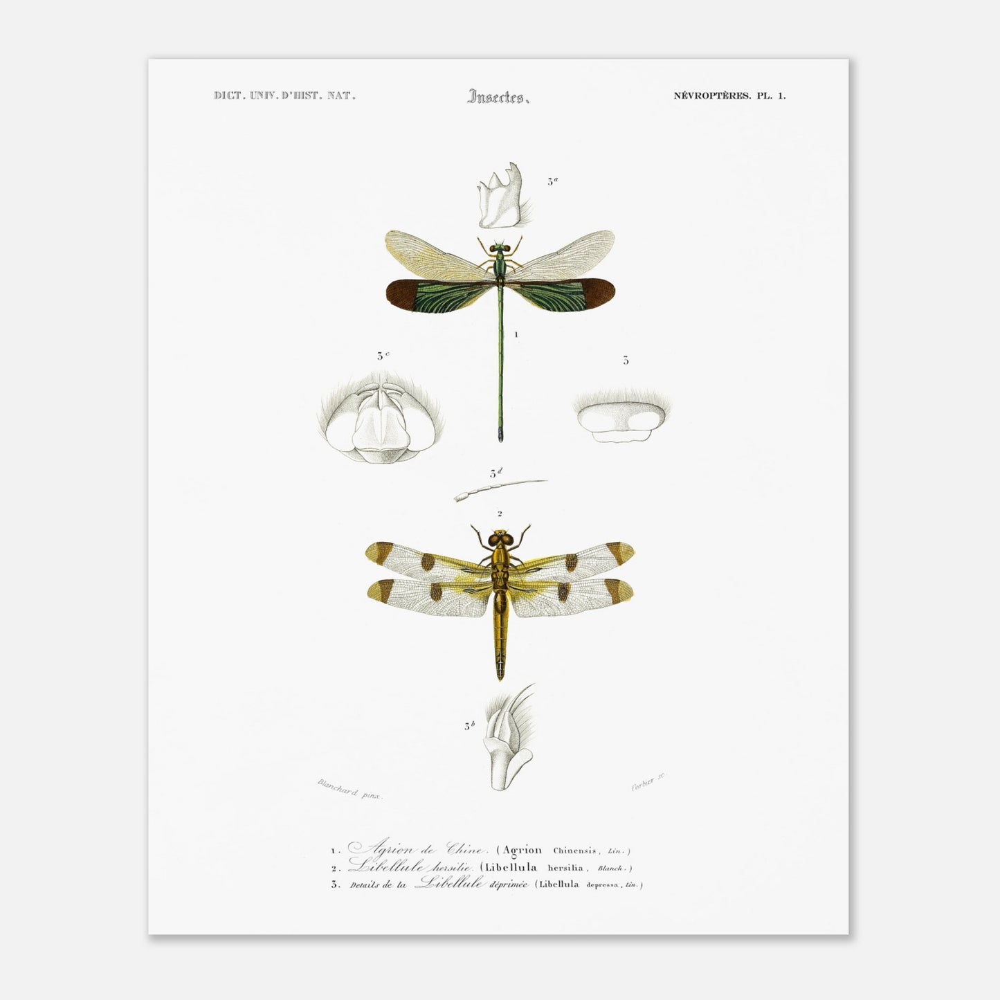Planche d'entomologie ancienne : Agrion de Chine par Charles d'Orbigny (40x50 cm). Planche d'entomologie ancienne du Dictionnaire Universel d'Histoire Naturelle représentant un Agrion de Chine et d'autres libellules avec des détails anatomiques.
