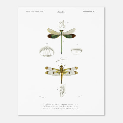Planche d'entomologie ancienne : Agrion de Chine par Charles d'Orbigny (40x50 cm). Planche d'entomologie ancienne du Dictionnaire Universel d'Histoire Naturelle représentant un Agrion de Chine et d'autres libellules avec des détails anatomiques.