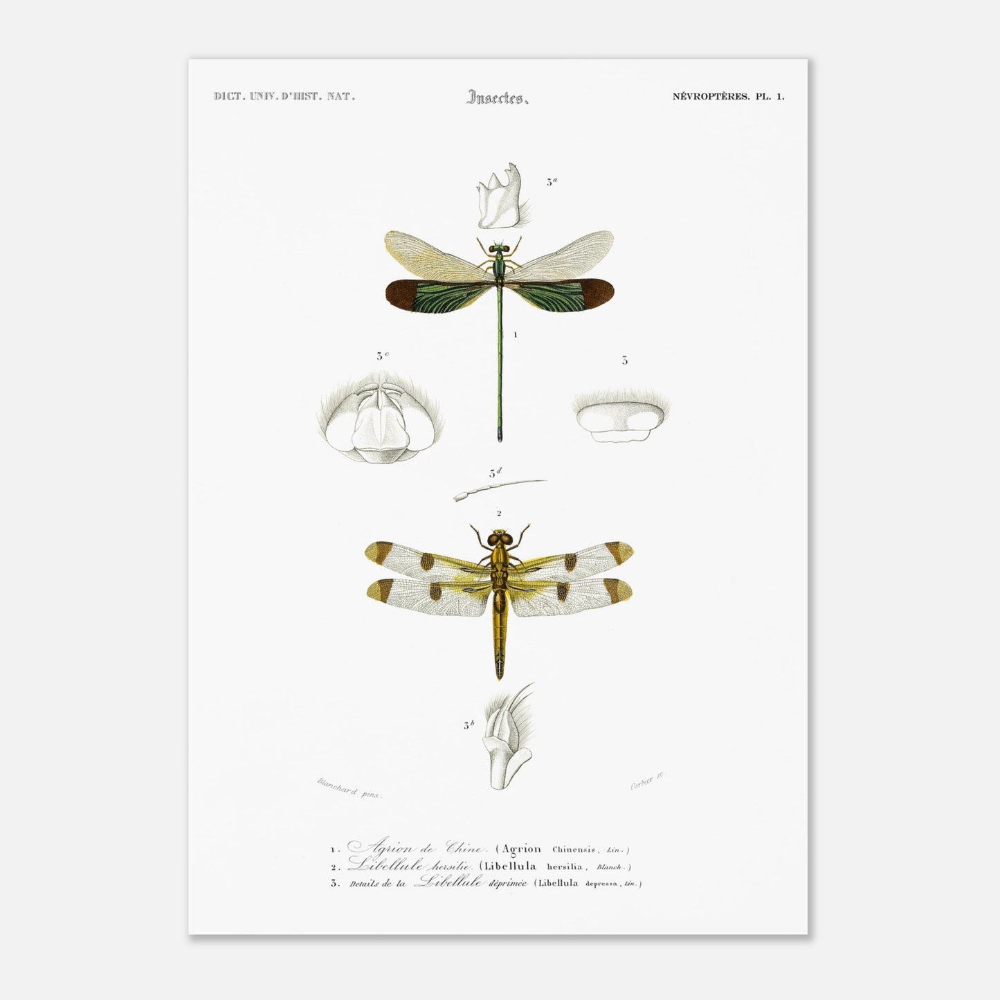 Planche d'entomologie ancienne : Agrion de Chine par Charles d'Orbigny (42x59,4 cm (A2)). Planche d'entomologie ancienne du Dictionnaire Universel d'Histoire Naturelle représentant un Agrion de Chine et d'autres libellules avec des détails anatomiques.