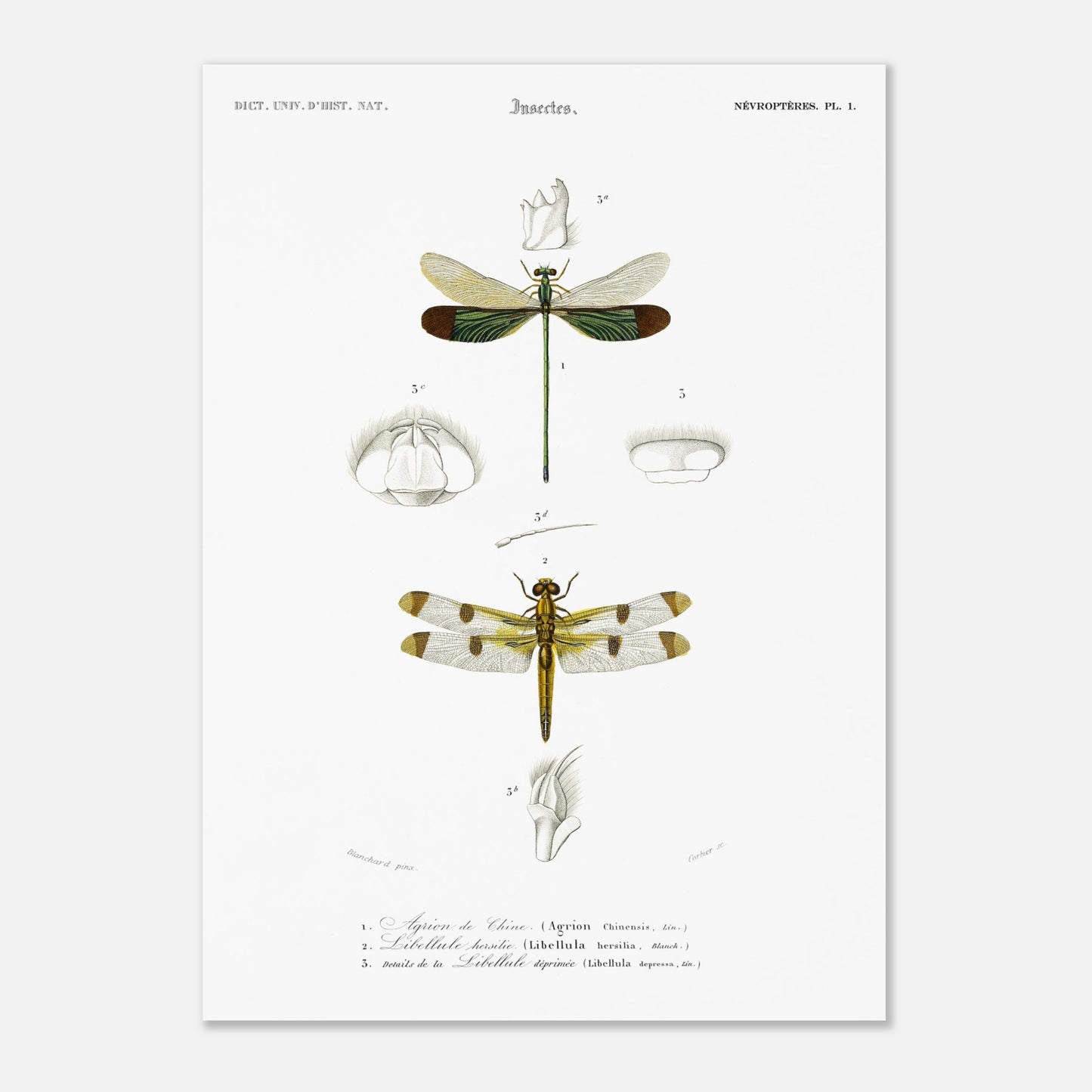 Planche d'entomologie ancienne : Agrion de Chine par Charles d'Orbigny (50x70 cm). Planche d'entomologie ancienne du Dictionnaire Universel d'Histoire Naturelle représentant un Agrion de Chine et d'autres libellules avec des détails anatomiques.