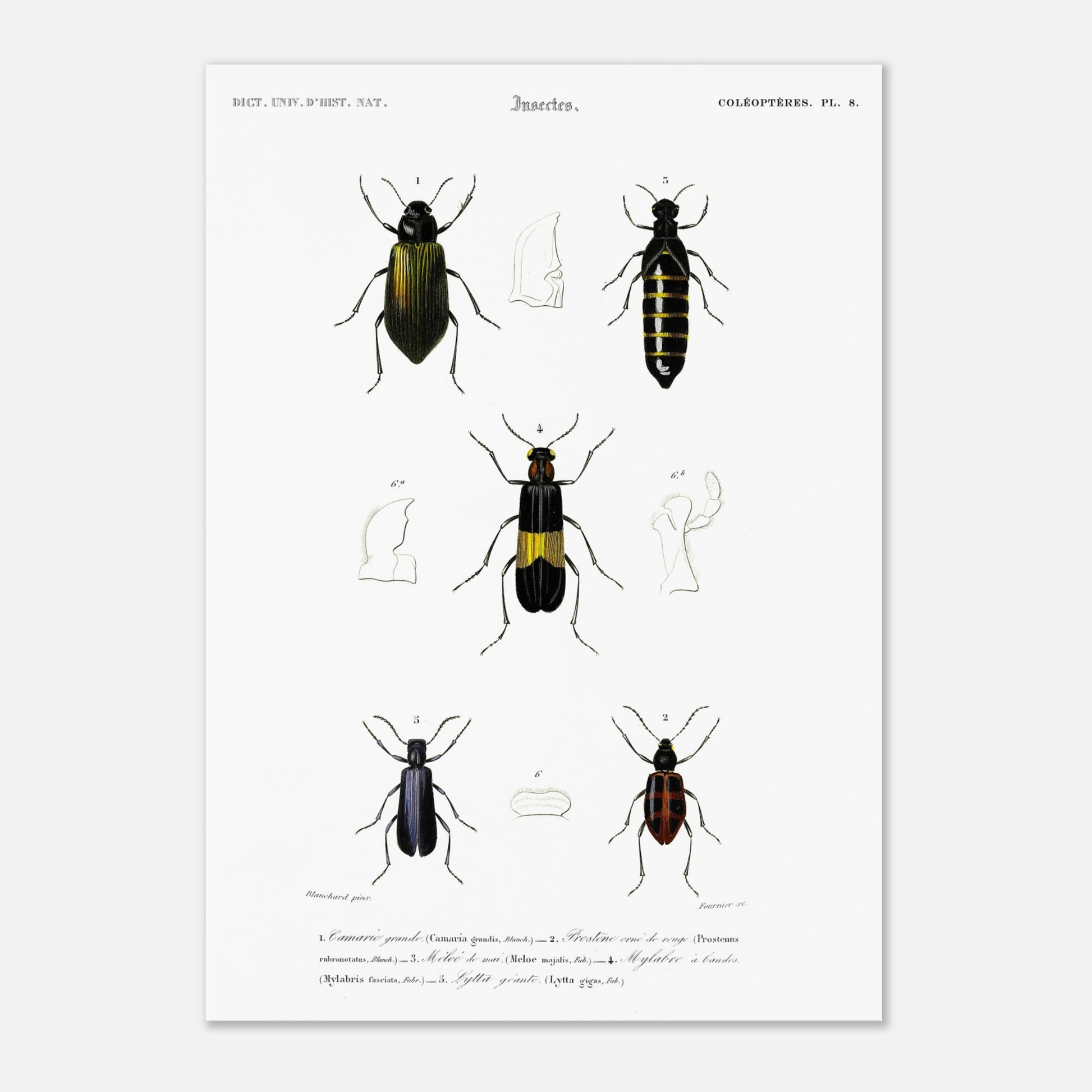 Planche d'entomologie ancienne : Camarie grande et coléoptères (29,7x42 cm (A3)). Planche d'entomologie du XIXe siècle présentant diverses espèces de coléoptères, dont le Camarie grande (Camaria grandis).