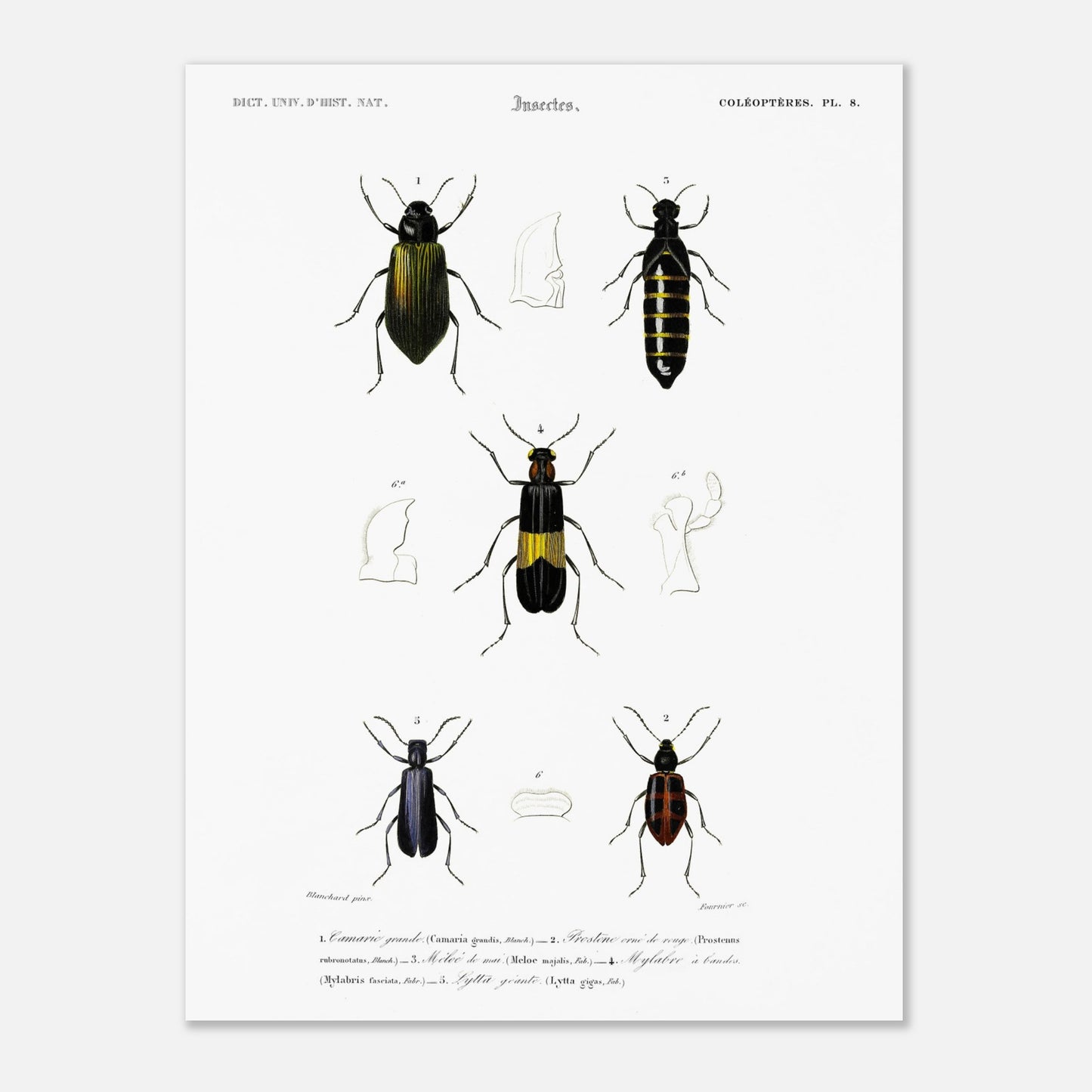 Planche d'entomologie ancienne : Camarie grande et coléoptères (30x40 cm). Planche d'entomologie du XIXe siècle présentant diverses espèces de coléoptères, dont le Camarie grande (Camaria grandis).