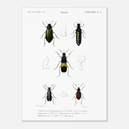 Planche d'entomologie ancienne : Camarie grande et coléoptères (30x40 cm). Planche d'entomologie du XIXe siècle présentant diverses espèces de coléoptères, dont le Camarie grande (Camaria grandis).