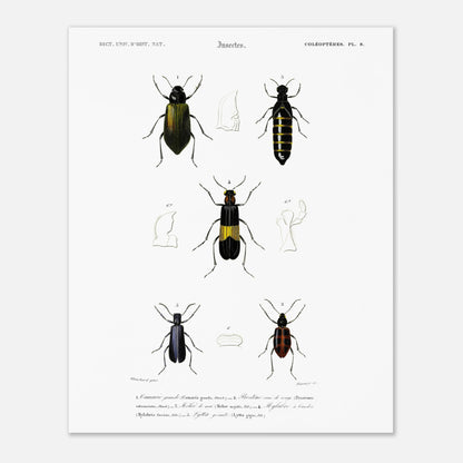Planche d'entomologie ancienne : Camarie grande et coléoptères (40x50 cm). Planche d'entomologie du XIXe siècle présentant diverses espèces de coléoptères, dont le Camarie grande (Camaria grandis).