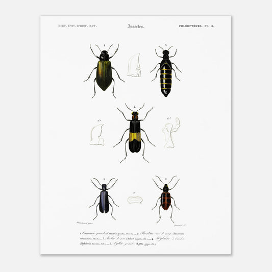 Planche d'entomologie ancienne : Camarie grande et coléoptères (40x50 cm). Planche d'entomologie du XIXe siècle présentant diverses espèces de coléoptères, dont le Camarie grande (Camaria grandis).