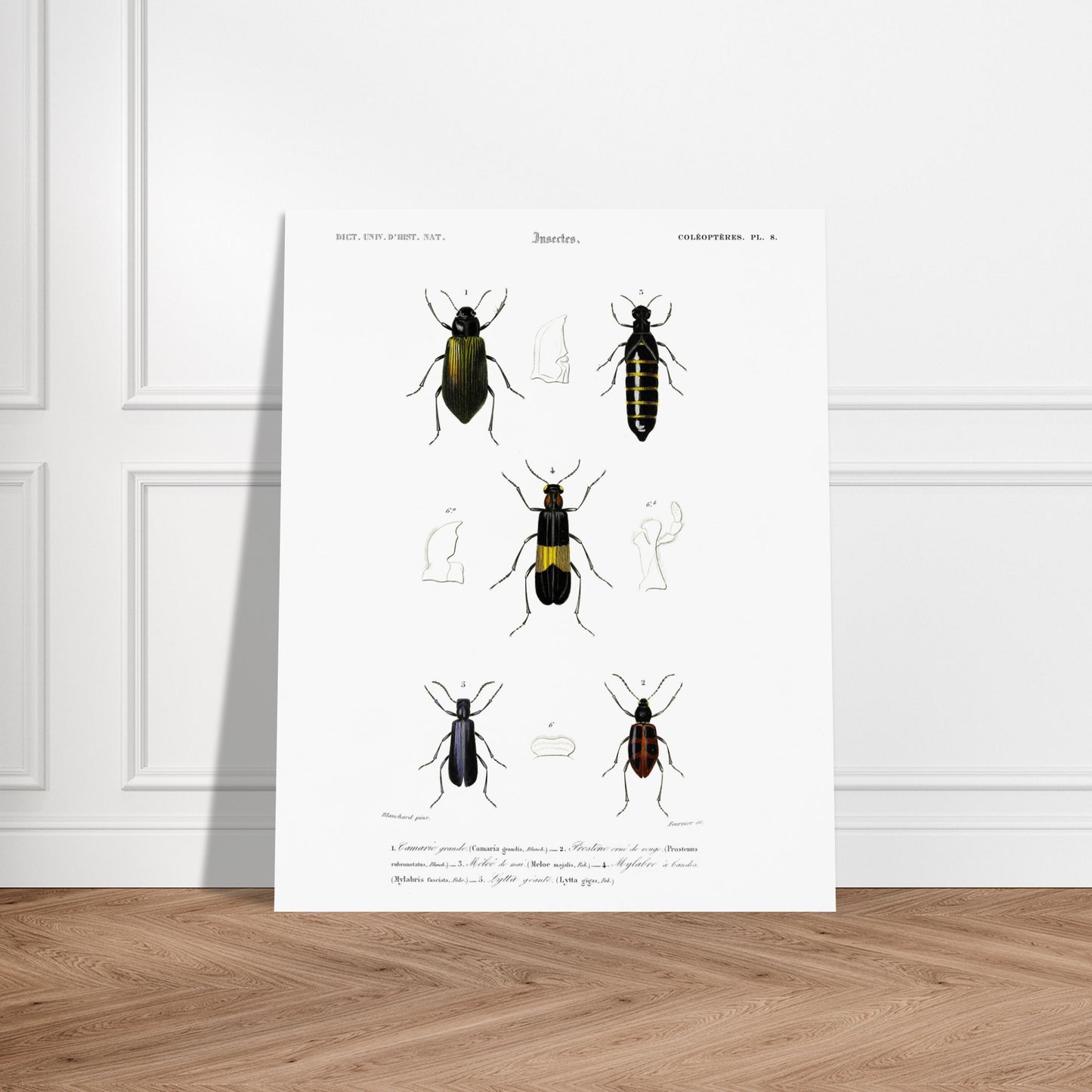 Planche d'entomologie ancienne : Camarie grande et coléoptères. Planche d'entomologie du XIXe siècle présentant diverses espèces de coléoptères, dont le Camarie grande (Camaria grandis). Image d'illustration 5