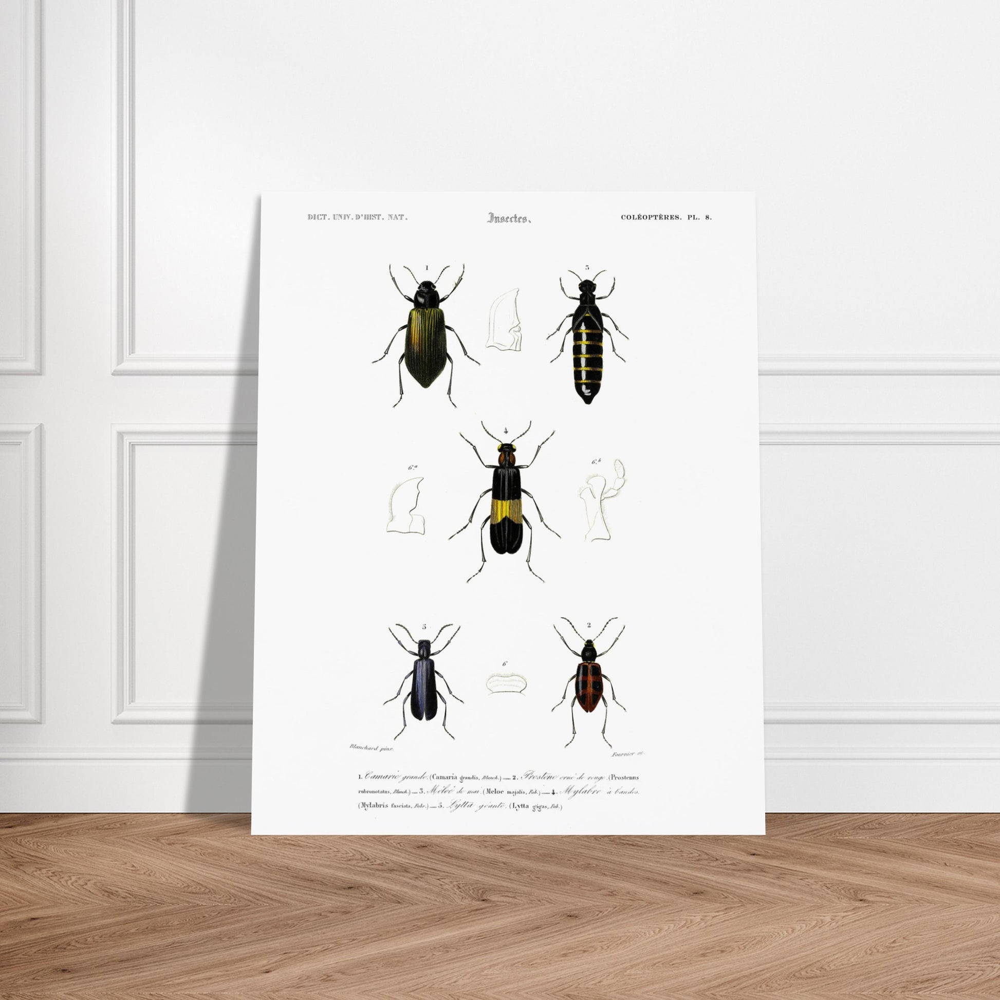 Planche d'entomologie ancienne : Camarie grande et coléoptères. Planche d'entomologie du XIXe siècle présentant diverses espèces de coléoptères, dont le Camarie grande (Camaria grandis). Image d'illustration 5