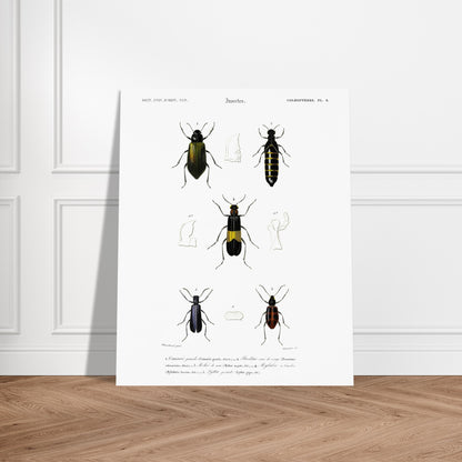 Planche d'entomologie ancienne : Camarie grande et coléoptères. Planche d'entomologie du XIXe siècle présentant diverses espèces de coléoptères, dont le Camarie grande (Camaria grandis). Image d'illustration 5