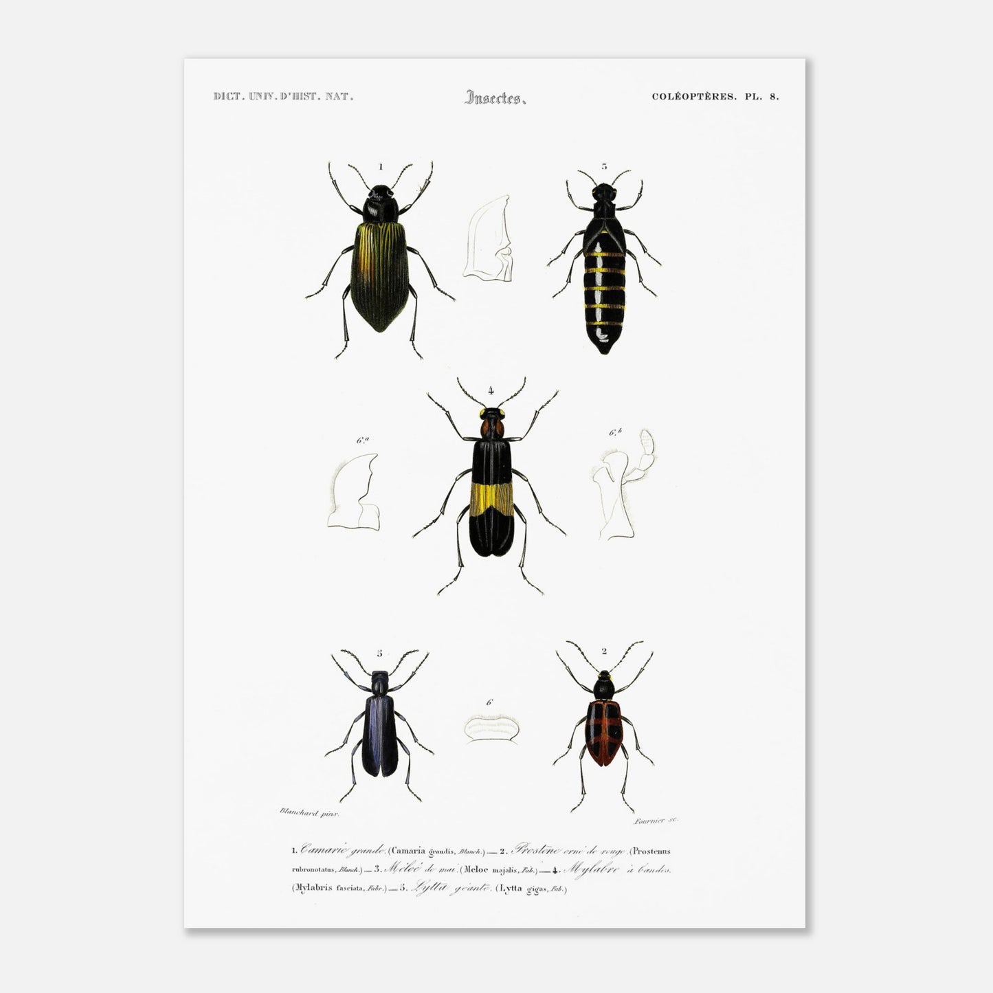 Planche d'entomologie ancienne : Camarie grande et coléoptères (50x70 cm). Planche d'entomologie du XIXe siècle présentant diverses espèces de coléoptères, dont le Camarie grande (Camaria grandis).