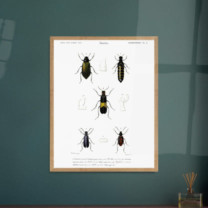 Planche d'entomologie ancienne : Camarie grande et coléoptères. Planche d'entomologie du XIXe siècle présentant diverses espèces de coléoptères, dont le Camarie grande (Camaria grandis). Image d'illustration 6