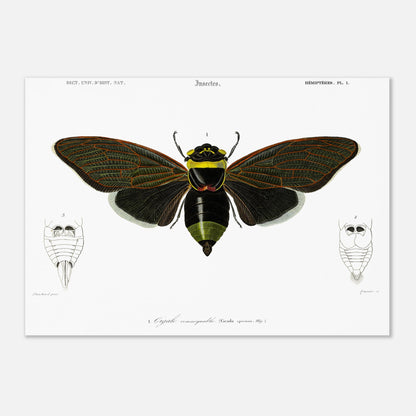Planche d'entomologie ancienne : Cigale remarquable par Charles d'Orbigny (29,7x42 cm (A3)). Planche d'entomologie d'une cigale remarquable, avec des vues détaillées de l'abdomen de face et de dos.