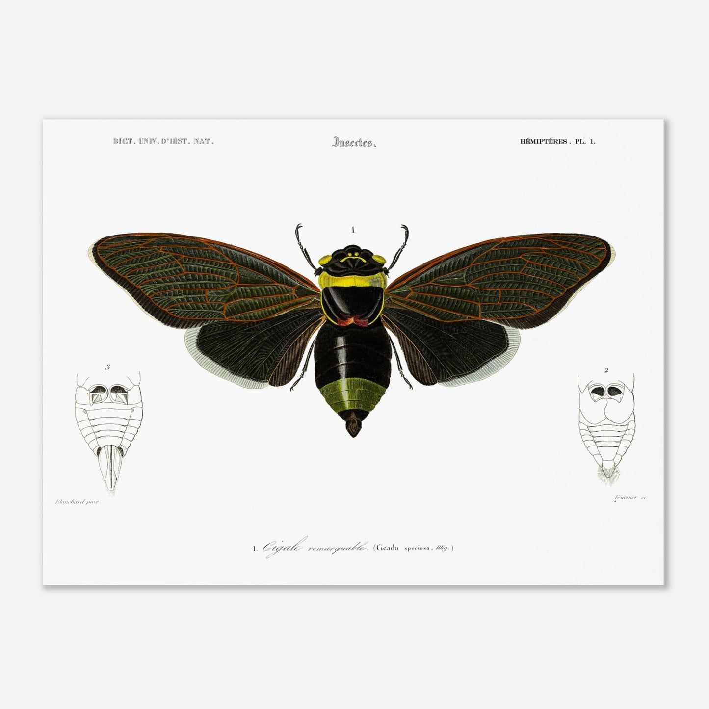 Planche d'entomologie ancienne : Cigale remarquable par Charles d'Orbigny (30x40 cm). Planche d'entomologie d'une cigale remarquable, avec des vues détaillées de l'abdomen de face et de dos.
