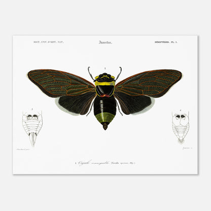 Planche d'entomologie ancienne : Cigale remarquable par Charles d'Orbigny (30x40 cm). Planche d'entomologie d'une cigale remarquable, avec des vues détaillées de l'abdomen de face et de dos.