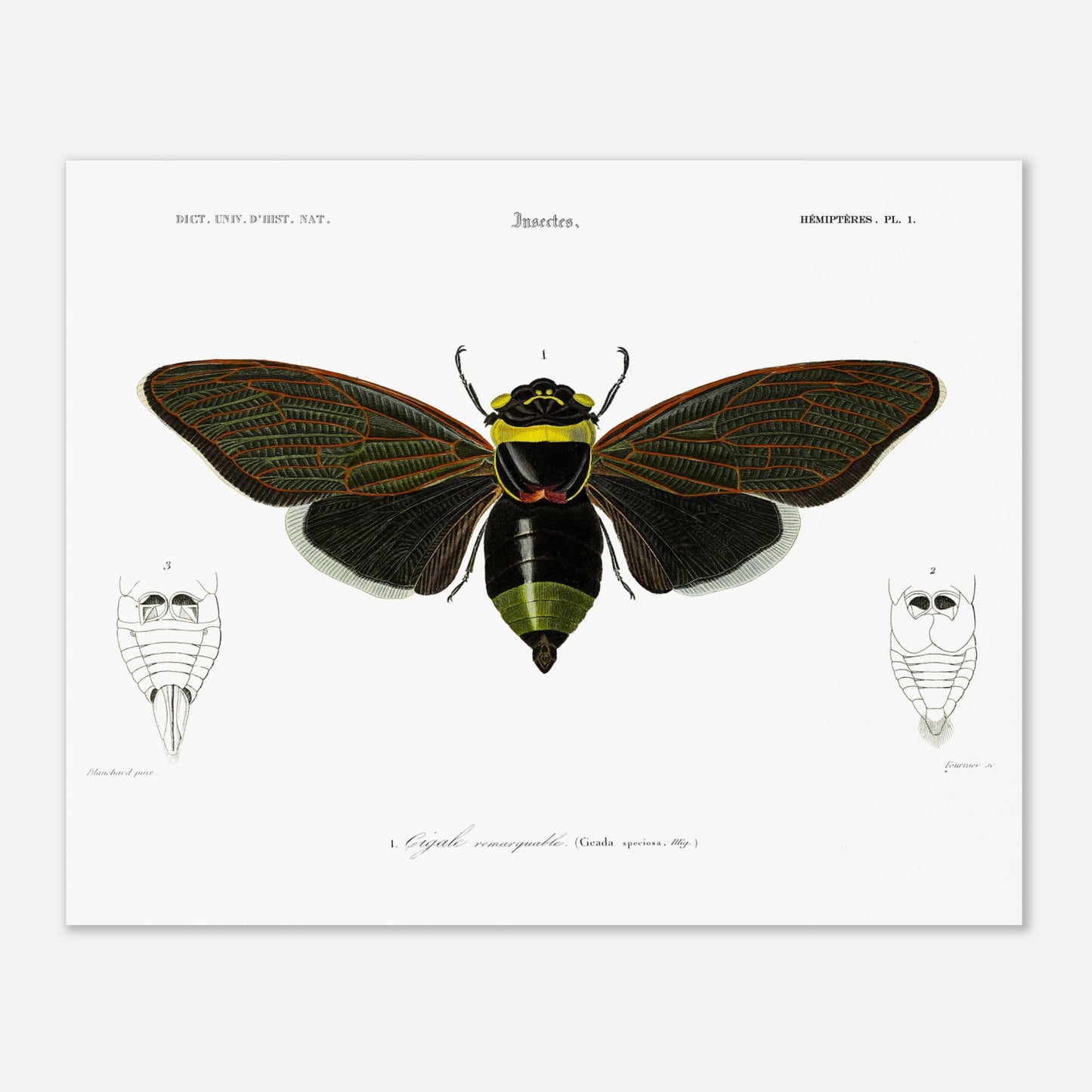 Planche d'entomologie ancienne : Cigale remarquable par Charles d'Orbigny (40x50 cm). Planche d'entomologie d'une cigale remarquable, avec des vues détaillées de l'abdomen de face et de dos.