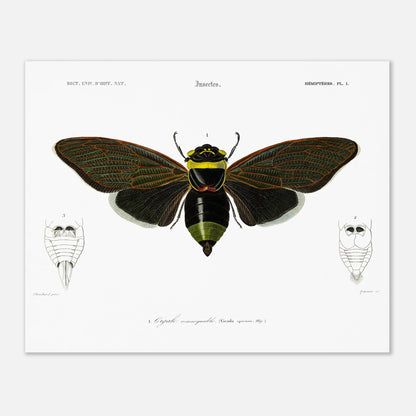 Planche d'entomologie ancienne : Cigale remarquable par Charles d'Orbigny (40x50 cm). Planche d'entomologie d'une cigale remarquable, avec des vues détaillées de l'abdomen de face et de dos.