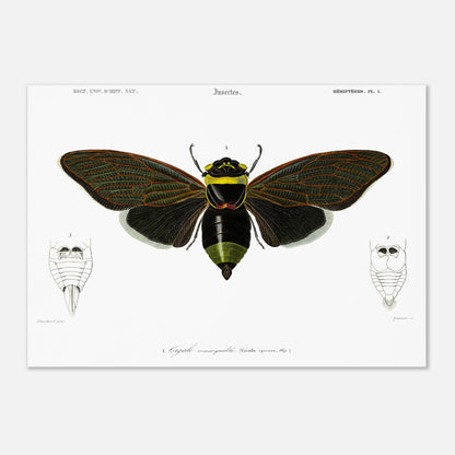 Planche d'entomologie ancienne : Cigale remarquable par Charles d'Orbigny (42x59,4 cm (A2)). Planche d'entomologie d'une cigale remarquable, avec des vues détaillées de l'abdomen de face et de dos.